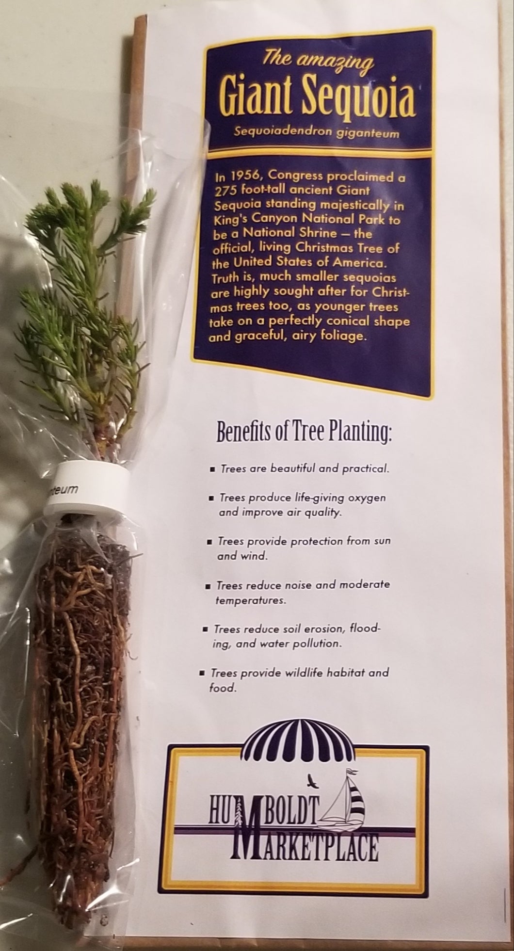 Jonsteen Co Tree Seedlings